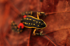 Lutz's Poison Frog photo 4