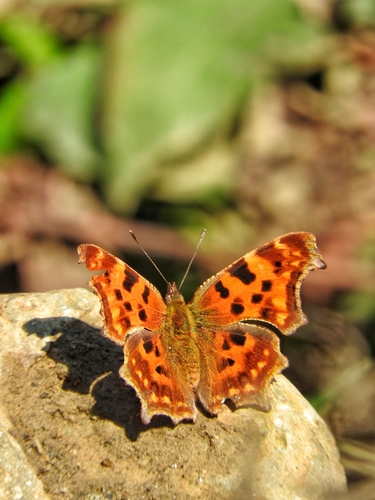 European Comma