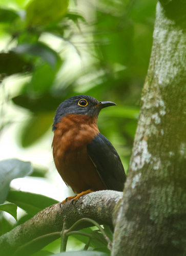 Cacomantis castaneiventris, 2026-07-27