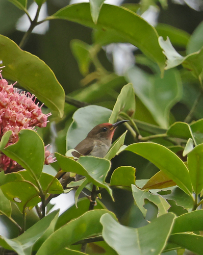 Myzomela cruentata observed 2026-07-27