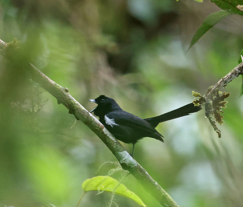 Symposiachrus axillaris observed 2026-07-27