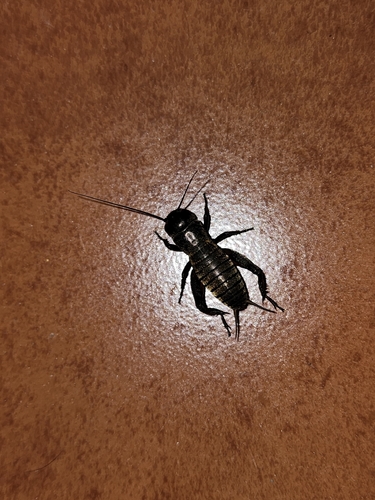 European Field Cricket