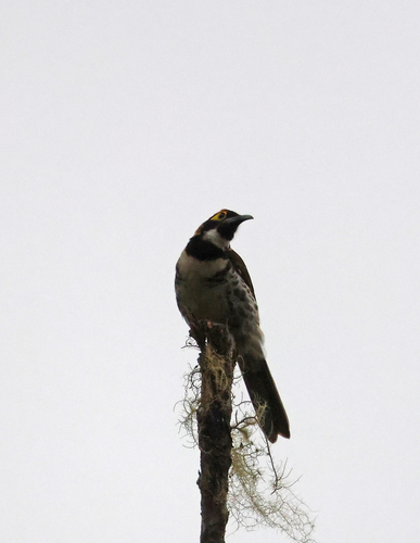 Melidectes torquatus, 2026-07-27