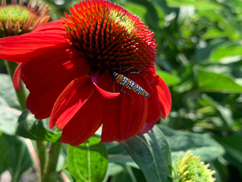 Ailanthus Webworm Moth