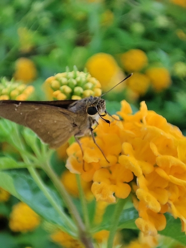 Pale Small-branded Swift