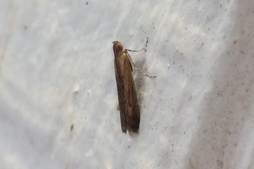 Lesser Cornstalk Borer Moth