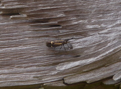 Esperia sulphurella