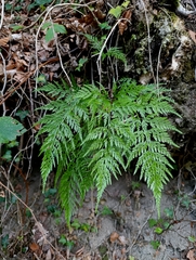 Asplenium onopteris, photograph (c) Tim Johnson, some rights reserved (CC BY)