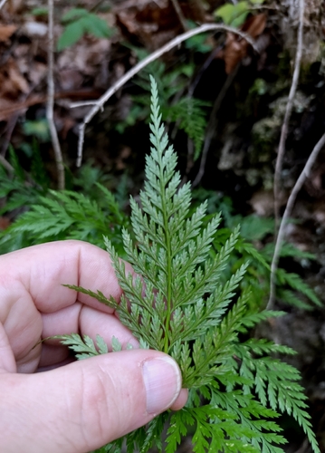 Asplenium onopteris, photograph 2