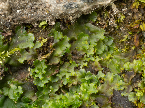 Endive Pellia
