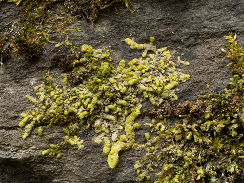 Flat-leaved Scalewort
