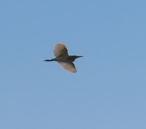 Squacco Heron