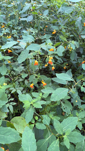 common jewelweed