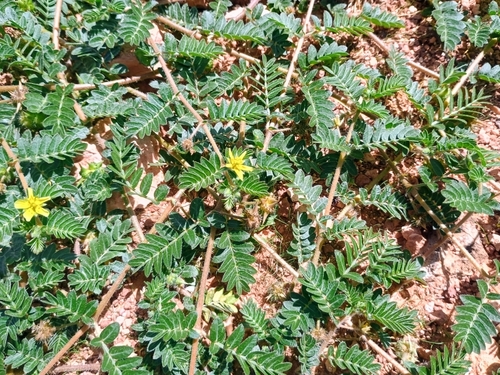 puncture vine