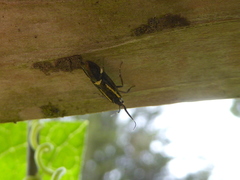 Esperia sulphurella