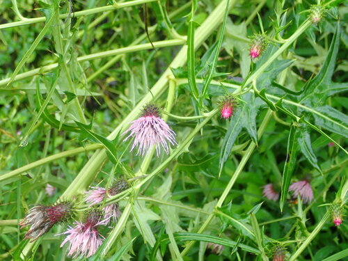 Cirsium nipponicum, photograph 4