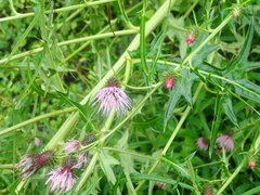 Cirsium nipponicum, photograph (c) 村山史世　（Fumiyo MURAYAMA), some rights reserved (CC BY)