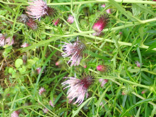 Cirsium nipponicum, photograph 5