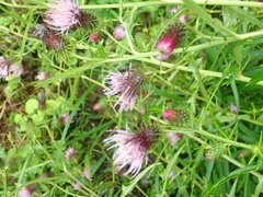 Cirsium nipponicum, photograph (c) 村山史世　（Fumiyo MURAYAMA), some rights reserved (CC BY)
