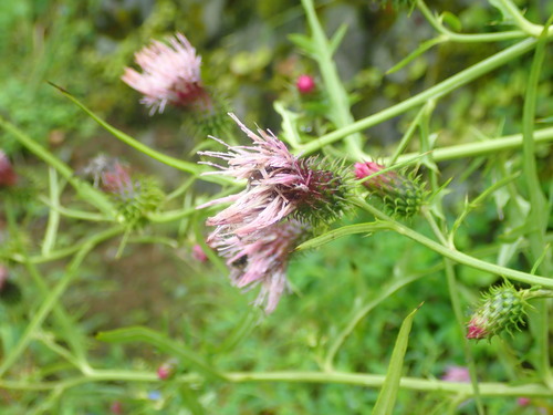 Cirsium nipponicum, photograph 6