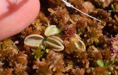 Pinguicula villosa