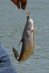 Ictalurus furcatus