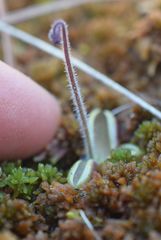 Pinguicula villosa