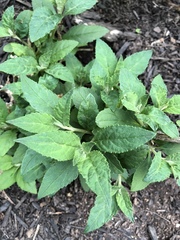 Platycodon grandiflorus