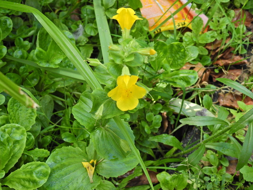 Erythranthe guttata