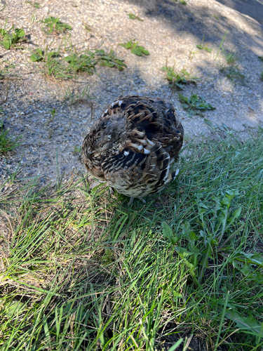 Ruffed Grouse