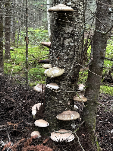 birch polypore