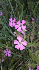 Silene acutifolia