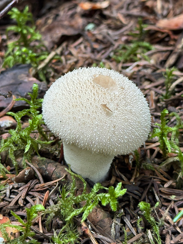 common puffball