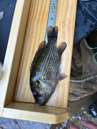 Rock Bass