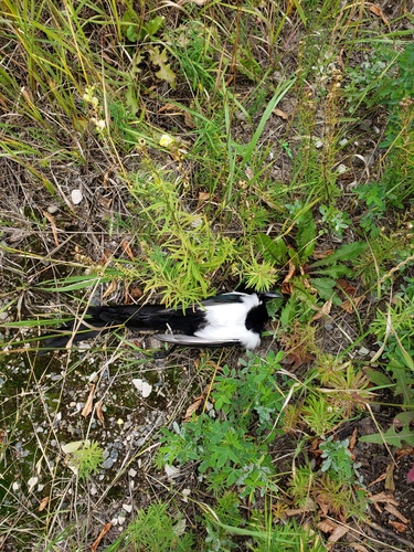 Black-billed Magpie