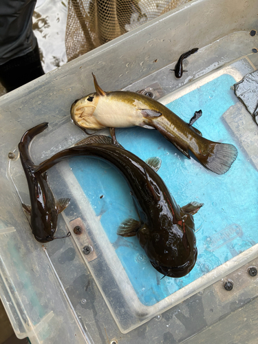 Yellow Bullhead