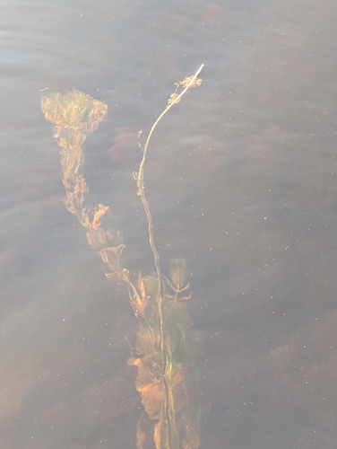 Eurasian water-milfoil