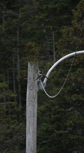Belted Kingfisher
