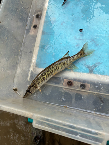Grass Pickerel