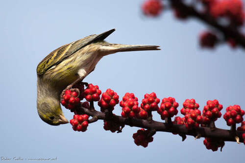 Serin des Canaries