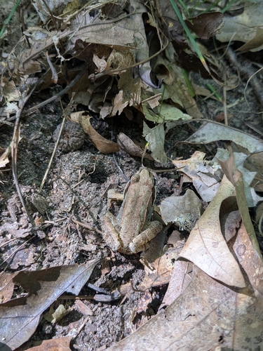 Wood Frog