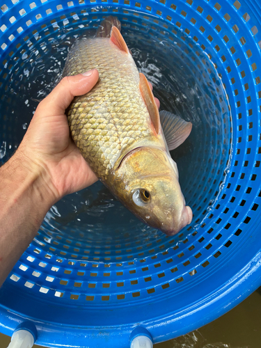 Silver Redhorse