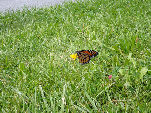 Monarch