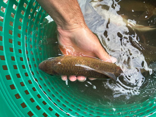 Golden Redhorse