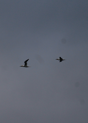 Northern Gannet