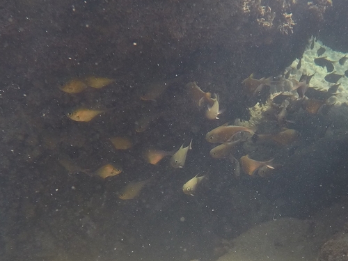 Pempheris rhomboidea observed 2026-09-14