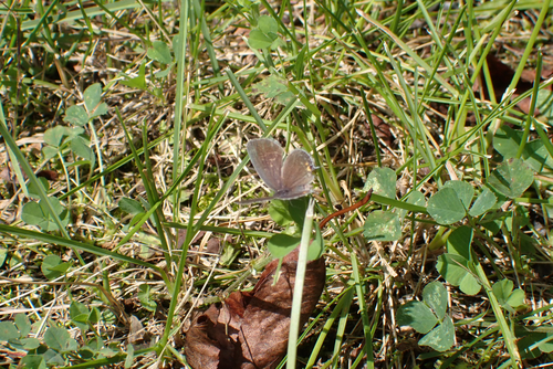 Eastern Tailed-Blue