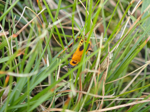 Goldenrod Soldier Beetle