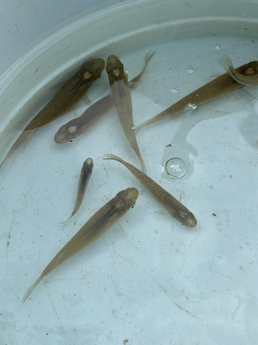 Blackstripe Topminnow