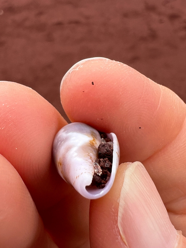 Conus purpurascens observed 2026-09-14